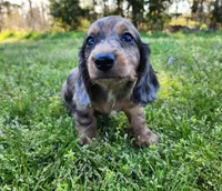 Rico, a male Miniature Dachshund for sale in Hartville, MO – Photo 1 of 10