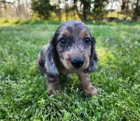 Rico, a male Miniature Dachshund for sale in Hartville, MO – Photo 10 of 10