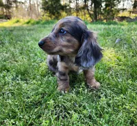 Rico, a male Miniature Dachshund for sale in Hartville, MO – Photo 3 of 10