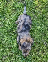 Rico, a male Miniature Dachshund for sale in Hartville, MO – Photo 4 of 10