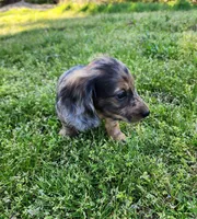 Rico, a male Miniature Dachshund for sale in Hartville, MO – Photo 8 of 10