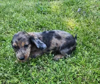 Rico, a male Miniature Dachshund for sale in Hartville, MO – Photo 6 of 10