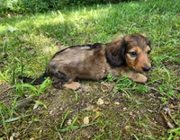 Athena , a female Miniature Dachshund for sale in Hartville, MO – 6 of 10