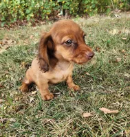 Eli , a male Miniature Dachshund for sale in Hartville, MO – 8 of 9