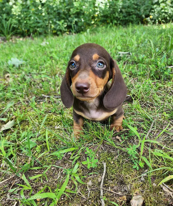 Wilbur – Miniature Dachshund puppy for sale in Hartville, MO