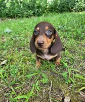Wilbur, a male Miniature Dachshund for sale in Hartville, MO – 1 of 10