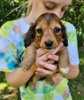 Annie , a female Miniature Dachshund for sale in Hartville, MO – 9 of 10