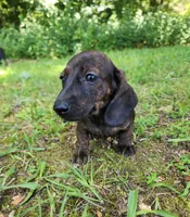 Zendaya, a female Miniature Dachshund for sale in Hartville, MO – 7 of 10