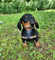 Walker, a male Miniature Dachshund for sale in Hartville, MO – 8 of 10