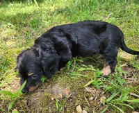 Alice , a female Miniature Dachshund for sale in Hartville, MO – 10 of 10