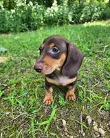 Whiskey , a male Miniature Dachshund for sale in Hartville, MO – 8 of 10