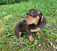 Whiskey , a male Miniature Dachshund for sale in Hartville, MO – 2 of 10