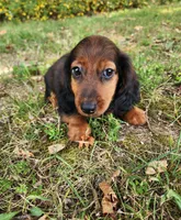 Duke, a male Miniature Dachshund for sale in Hartville, MO – 6 of 10
