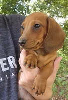 Charlie, a male Miniature Dachshund for sale in Hartville, MO – 5 of 10