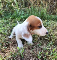 Indy, a male Miniature Dachshund for sale in Hartville, MO – 8 of 10