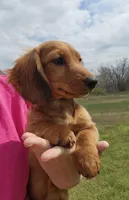 Koah, a male Miniature Dachshund for sale in Hartville, MO – Photo 3 of 10