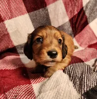 Koah, a male Miniature Dachshund for sale in Hartville, MO – Photo 7 of 10