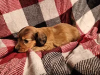 Koah, a male Miniature Dachshund for sale in Hartville, MO – Photo 10 of 10