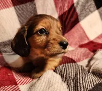 Koah, a male Miniature Dachshund for sale in Hartville, MO – Photo 4 of 10