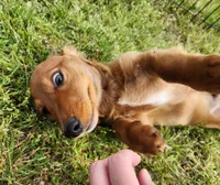 Koah, a male Miniature Dachshund for sale in Hartville, MO – Photo 10 of 10