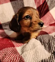 Koah, a male Miniature Dachshund for sale in Hartville, MO – Photo 2 of 10