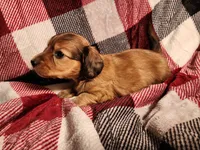 Koah, a male Miniature Dachshund for sale in Hartville, MO – Photo 8 of 10
