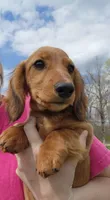 Koah, a male Miniature Dachshund for sale in Hartville, MO – Photo 7 of 10