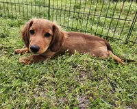 Koah, a male Miniature Dachshund for sale in Hartville, MO – Photo 2 of 10