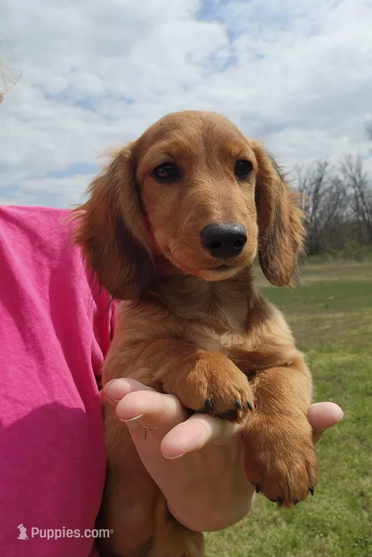 Koah – Miniature Dachshund puppy for sale in Hartville, MO