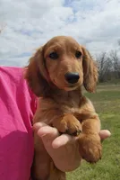 Koah, a male Miniature Dachshund for sale in Hartville, MO – Photo 1 of 10