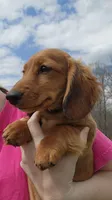 Koah, a male Miniature Dachshund for sale in Hartville, MO – Photo 6 of 10