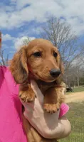 Koah, a male Miniature Dachshund for sale in Hartville, MO – Photo 8 of 10
