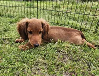Koah, a male Miniature Dachshund for sale in Hartville, MO – Photo 9 of 10