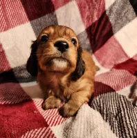 Koah, a male Miniature Dachshund for sale in Hartville, MO – Photo 3 of 10