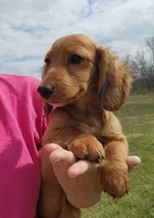 Koah, a male Miniature Dachshund for sale in Hartville, MO – Photo 4 of 10