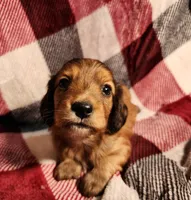 Koah, a male Miniature Dachshund for sale in Hartville, MO – Photo 1 of 10