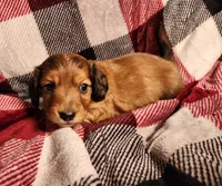Koah, a male Miniature Dachshund for sale in Hartville, MO – Photo 5 of 10