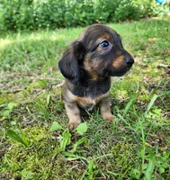 Bear, a male Miniature Dachshund for sale in Hartville, MO – 9 of 10