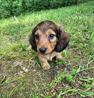 Athena , a female Miniature Dachshund for sale in Hartville, MO – 10 of 10