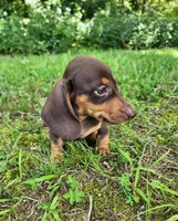 Wilbur, a male Miniature Dachshund for sale in Hartville, MO – 3 of 10
