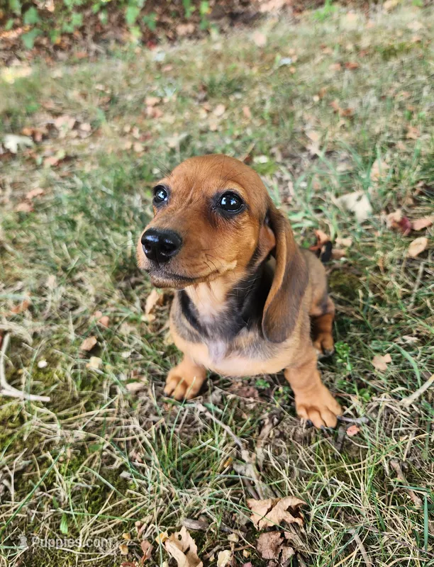 Daisy – Miniature Dachshund puppy for sale in Hartville, MO