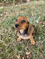 Daisy, a female Miniature Dachshund for sale in Hartville, MO – 1 of 7