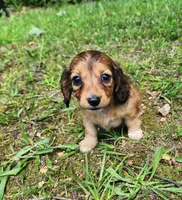 Annie , a female Miniature Dachshund for sale in Hartville, MO – 4 of 10