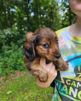 Apollo , a male Miniature Dachshund for sale in Hartville, MO – 6 of 10