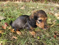 Gus, a male Miniature Dachshund for sale in Hartville, MO – 7 of 8