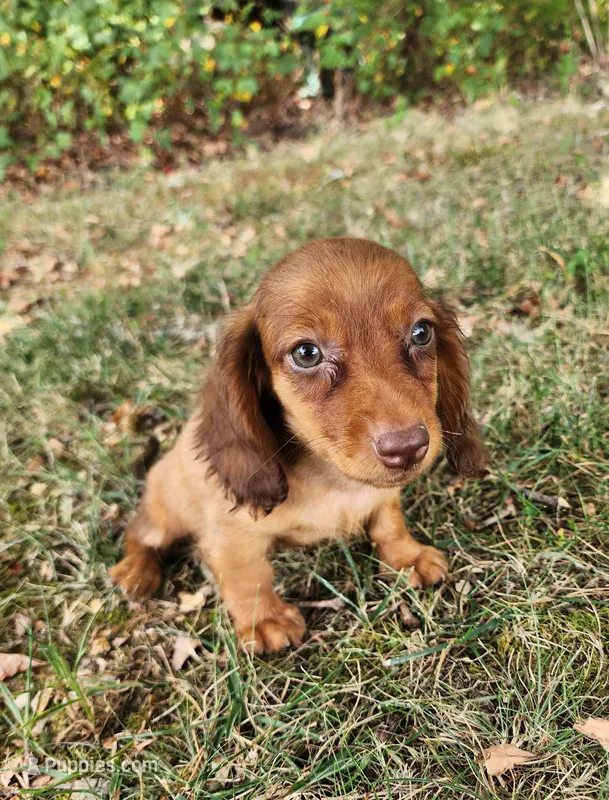 Eli  – Miniature Dachshund puppy for sale in Hartville, MO