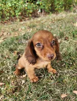 Eli , a male Miniature Dachshund for sale in Hartville, MO – 2 of 9