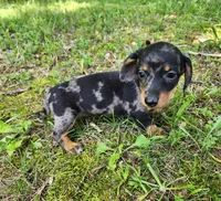 Buffy, a female Miniature Dachshund for sale in Hartville, MO – 5 of 10