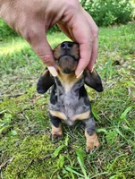 Buffy, a female Miniature Dachshund for sale in Hartville, MO – 10 of 10