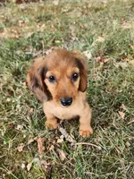 Eliot, a male Miniature Dachshund for sale in Hartville, MO – 7 of 10